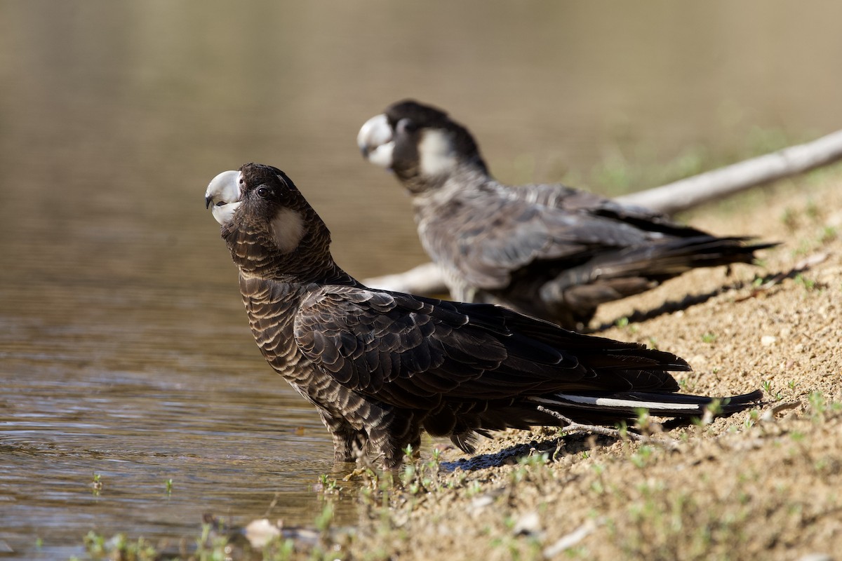 Carnaby's Black-Cockatoo - ML646627489