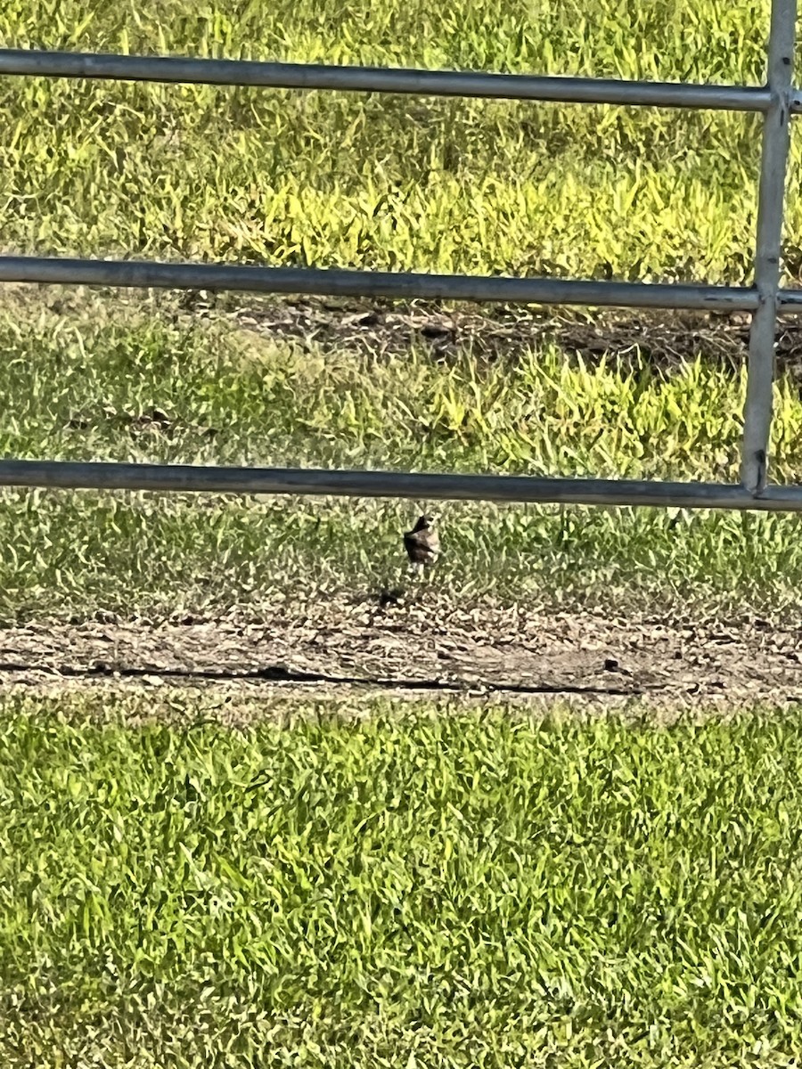 Australian Pipit - ML646627490