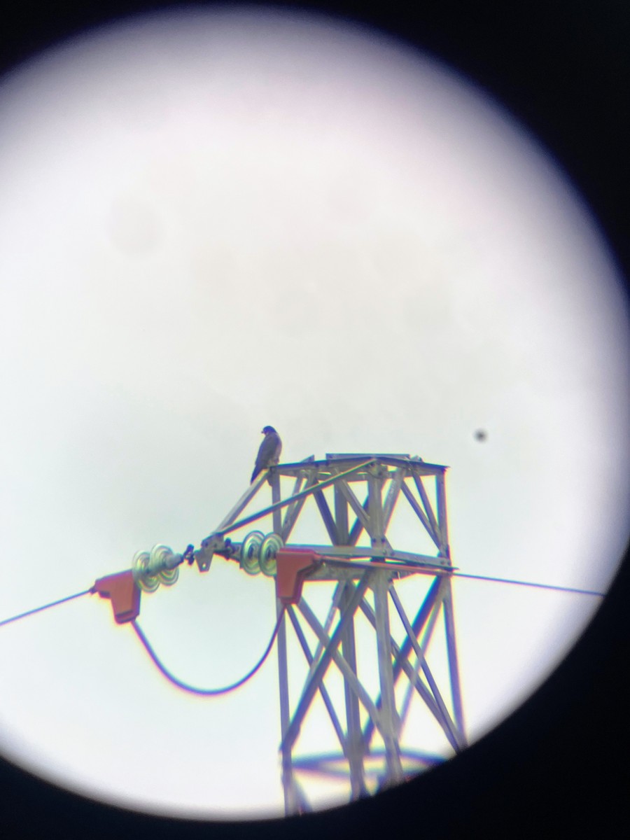 Peregrine Falcon - ML646627491