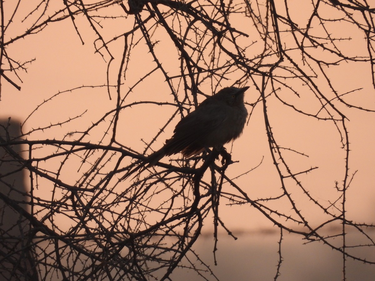 Large Gray Babbler - ML646627492