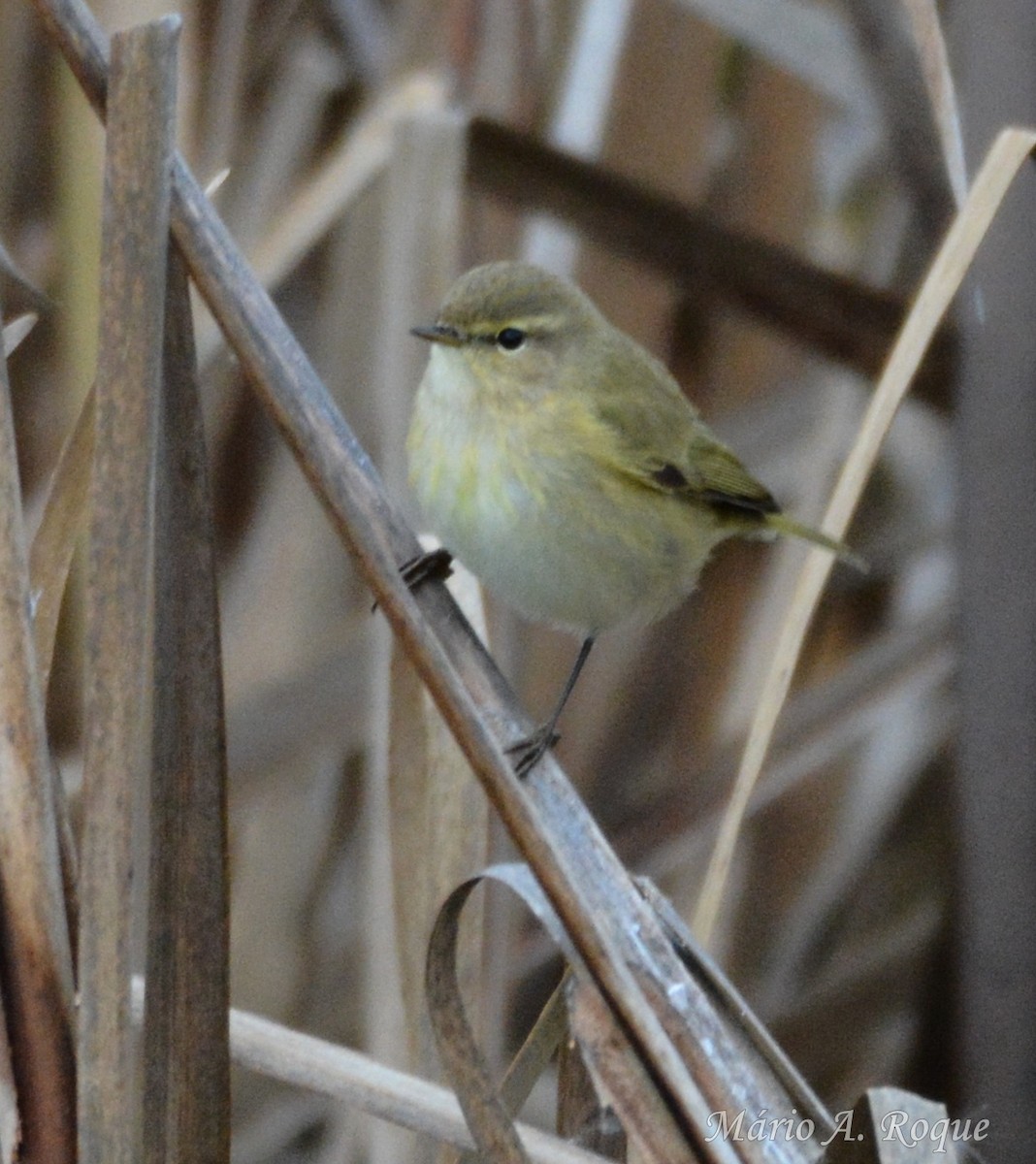 Common Chiffchaff - ML646627493