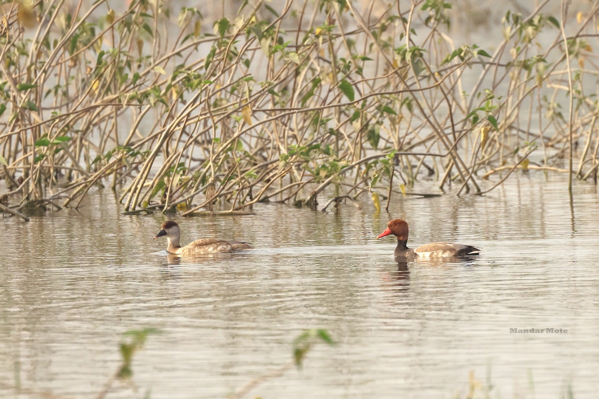 Red-crested Pochard - ML646627494