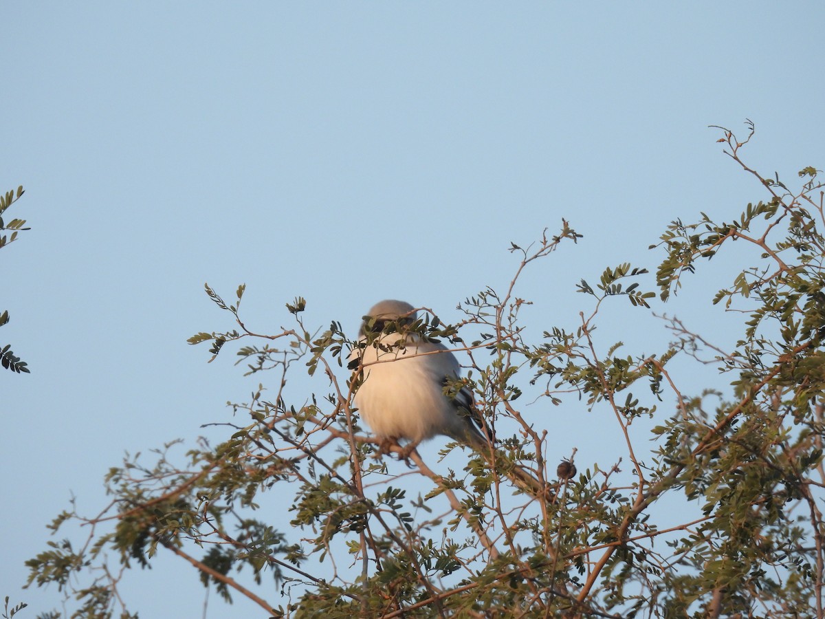 Great Gray Shrike - ML646627495