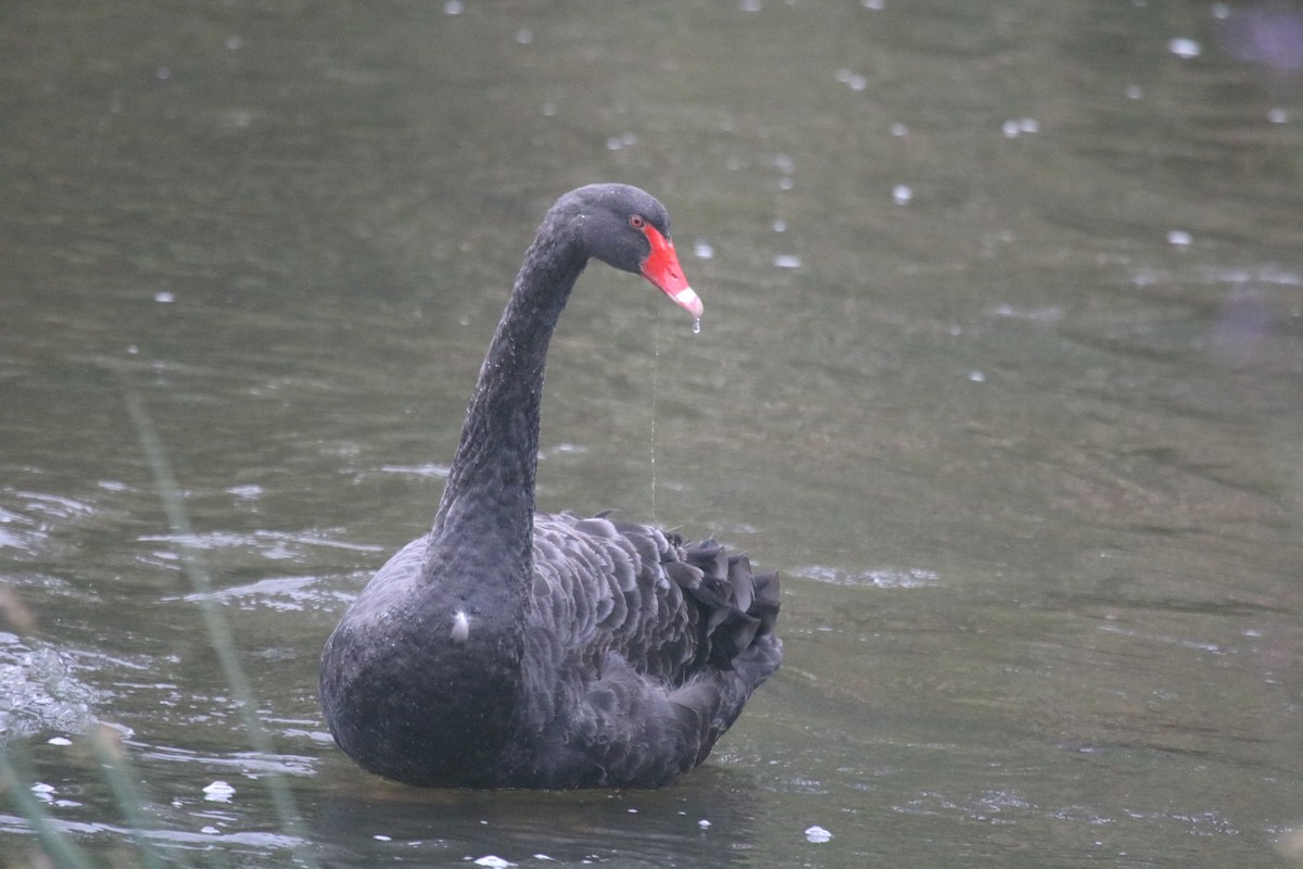 Black Swan - ML646627496