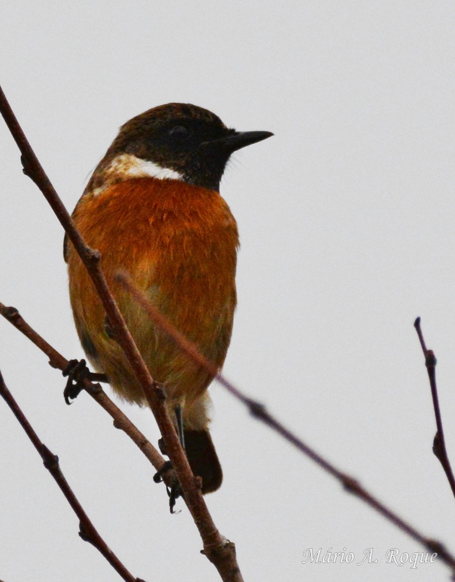 European Stonechat - ML646627497