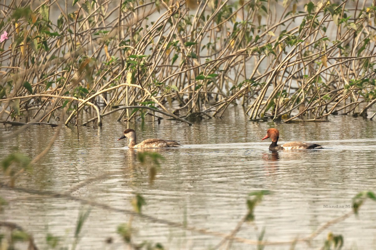 Red-crested Pochard - ML646627498