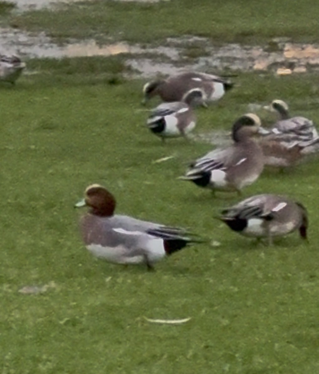 Eurasian x American Wigeon (hybrid) - ML646627499