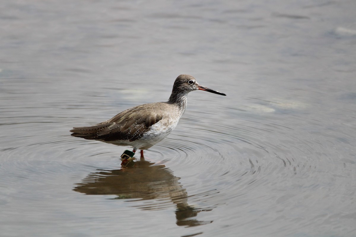 Common Redshank - ML646627500
