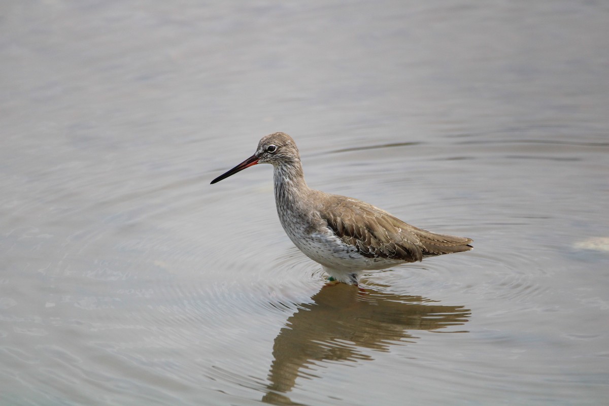 Common Redshank - ML646627502