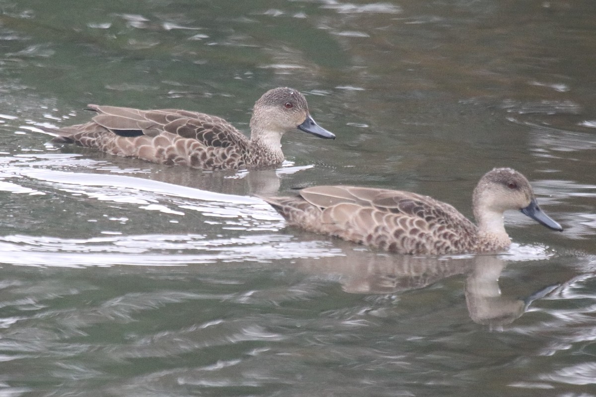 Gray Teal - ML646627503