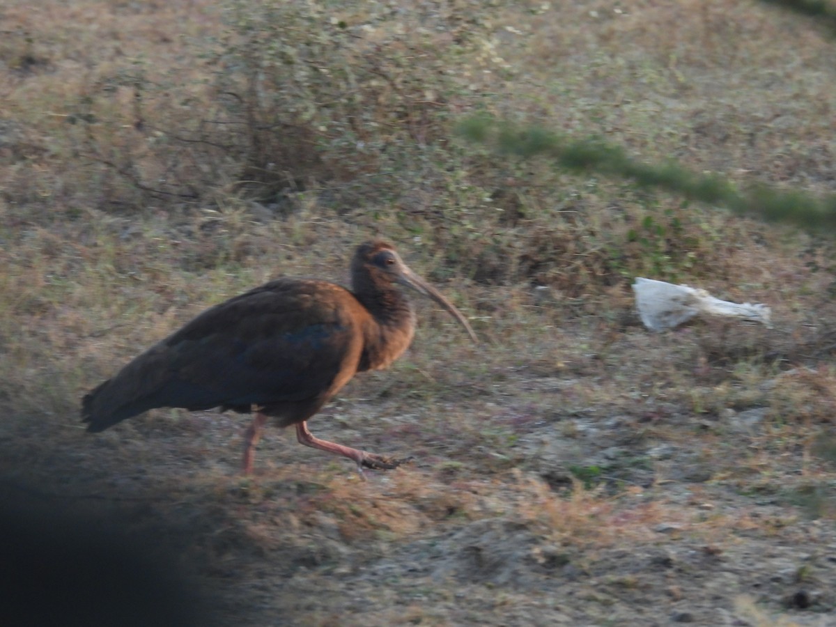 Red-naped Ibis - ML646627504