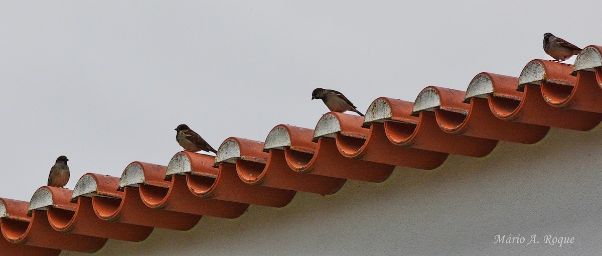 House Sparrow - ML646627505