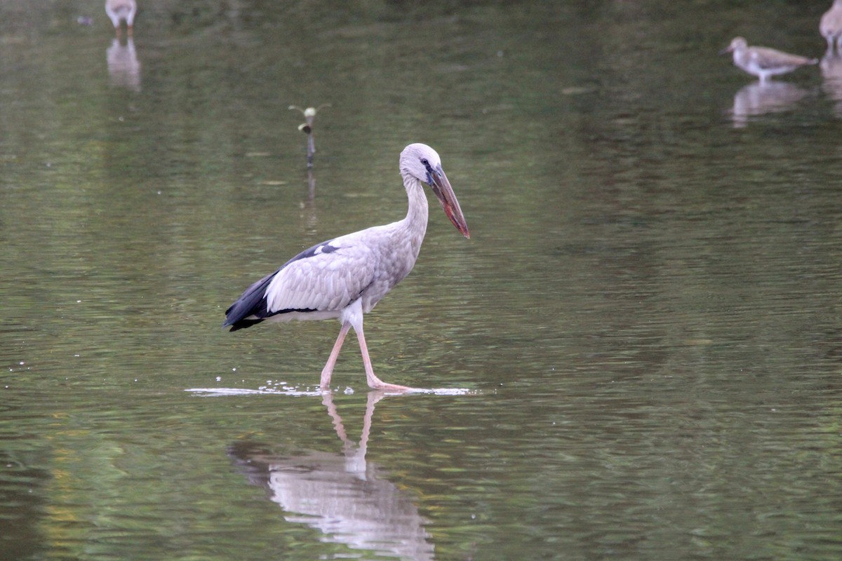 Asian Openbill - ML646627506