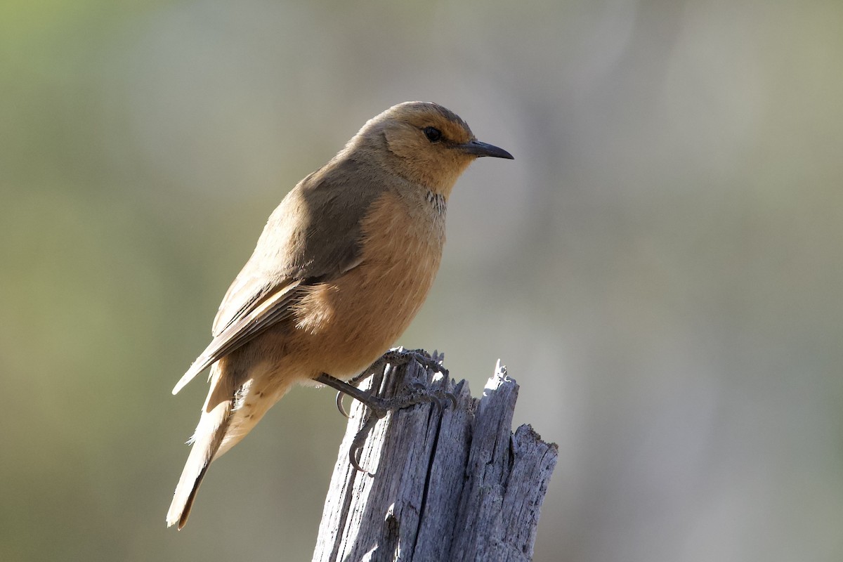 Rufous Treecreeper - ML646627507
