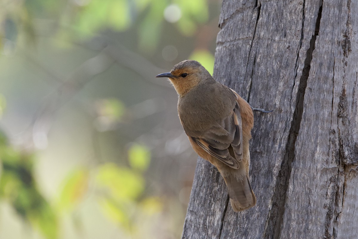 Rufous Treecreeper - ML646627509
