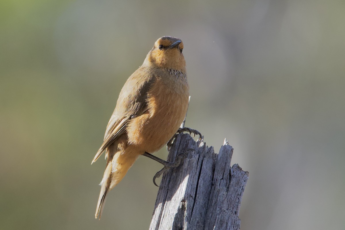 Rufous Treecreeper - ML646627510