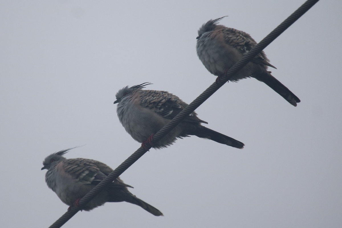 Crested Pigeon - ML646627511