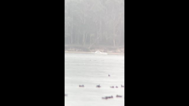 Common Scoter - ML646627512