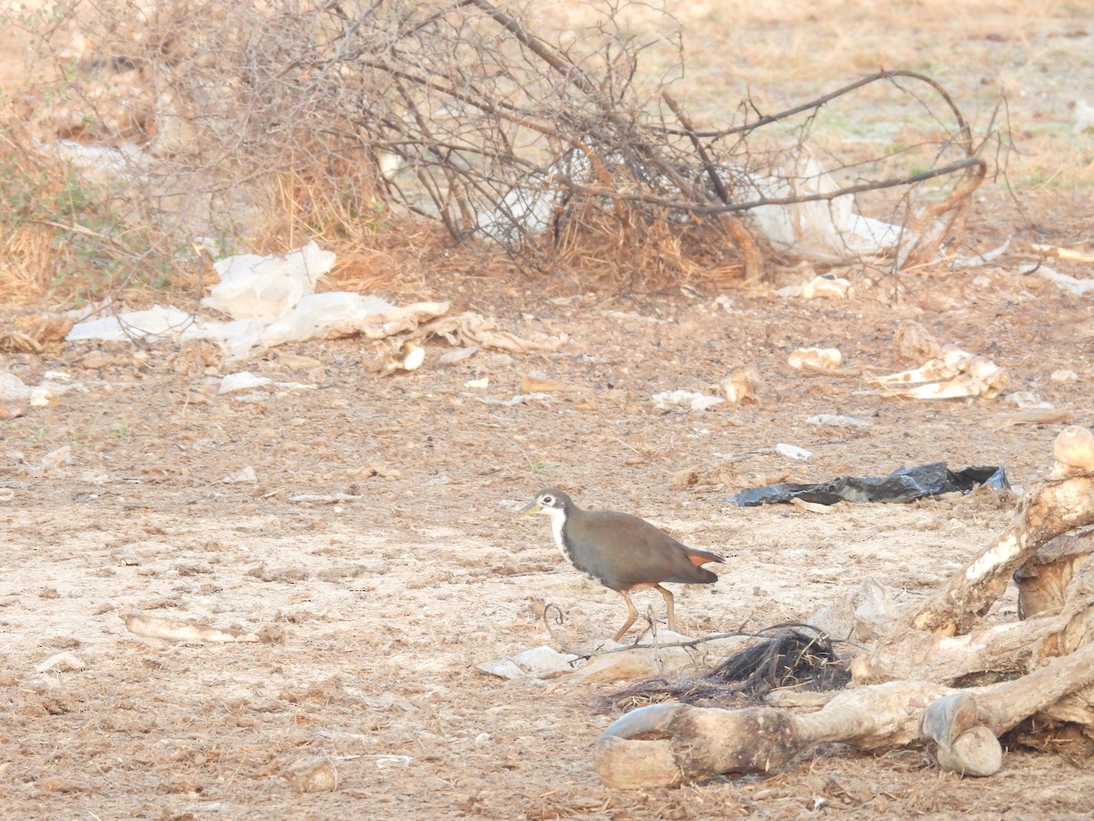 White-breasted Waterhen - ML646627513