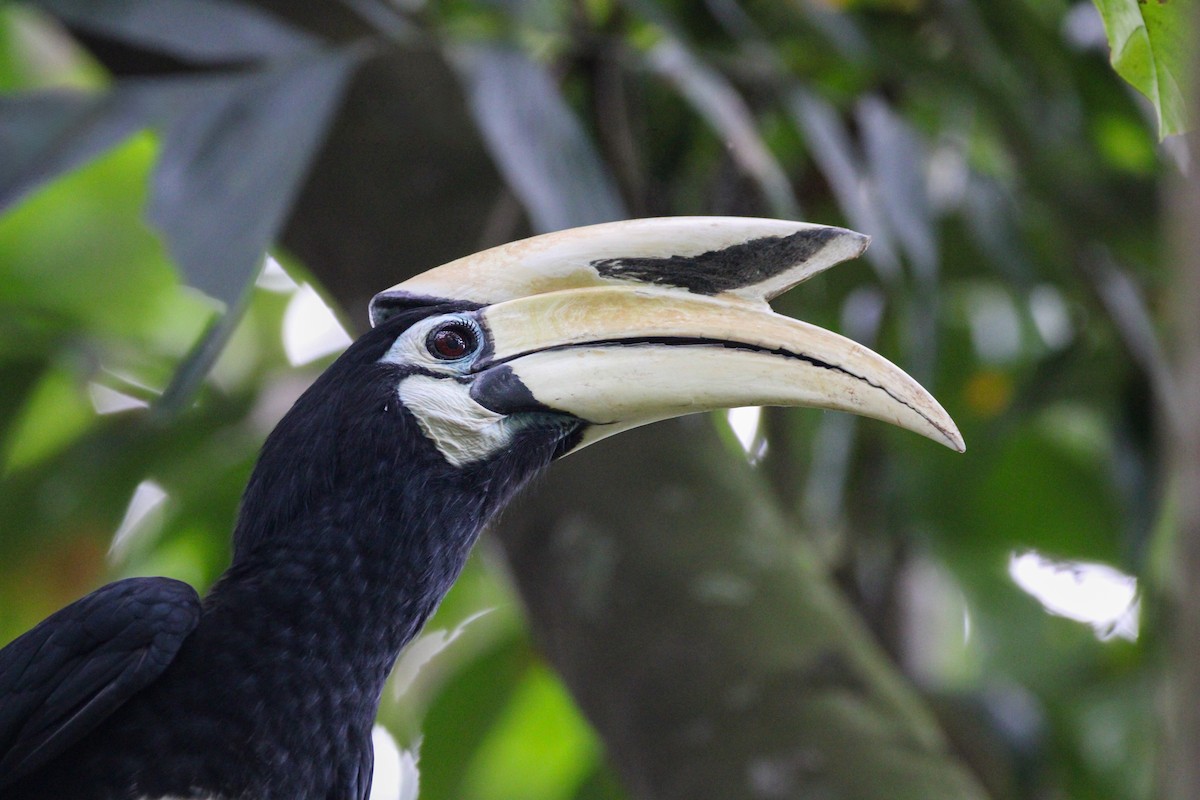 Oriental Pied-Hornbill - ML646627514