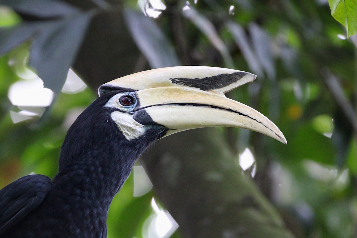 Oriental Pied-Hornbill - ML646627515