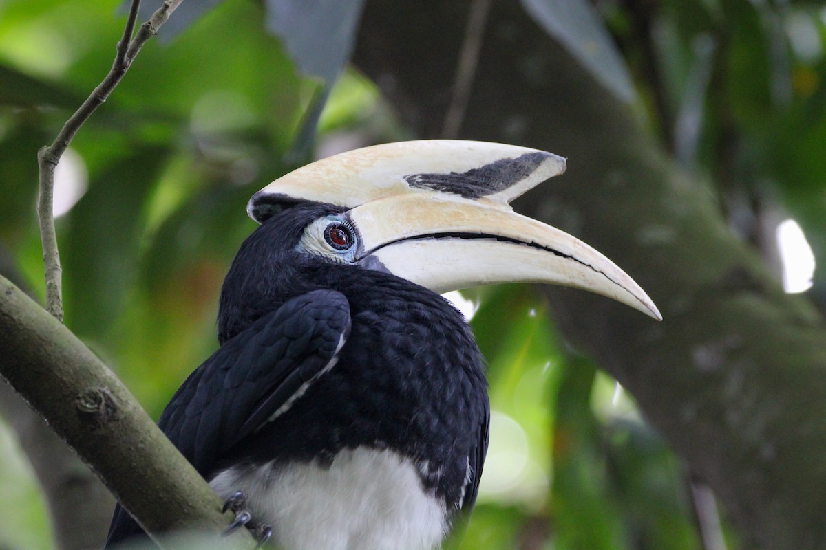 Oriental Pied-Hornbill - ML646627516