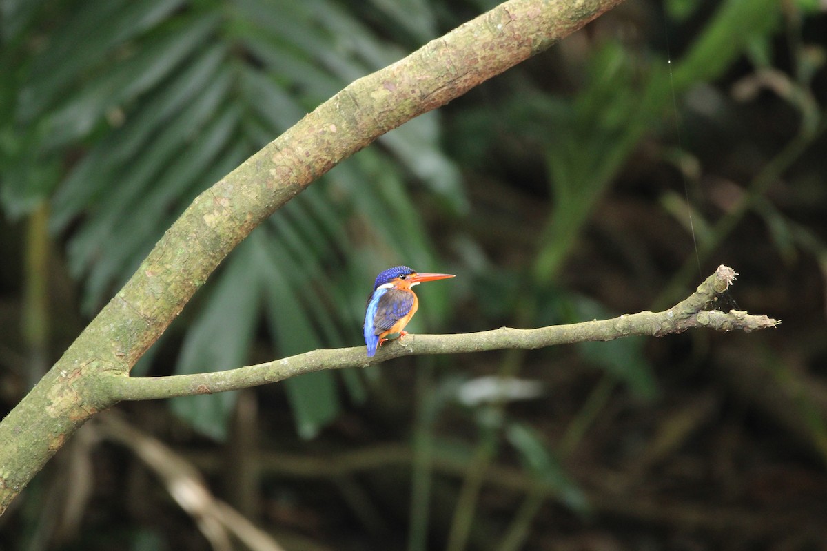 Blue-eared Kingfisher - ML646627518