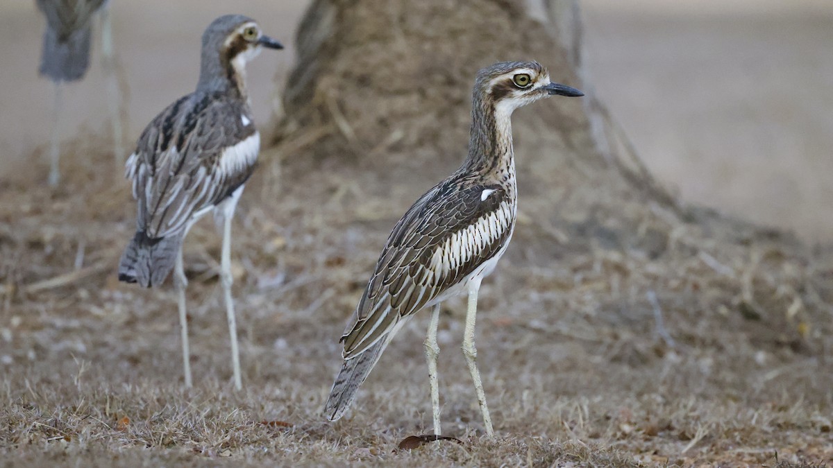 Bush Thick-knee - ML646627519