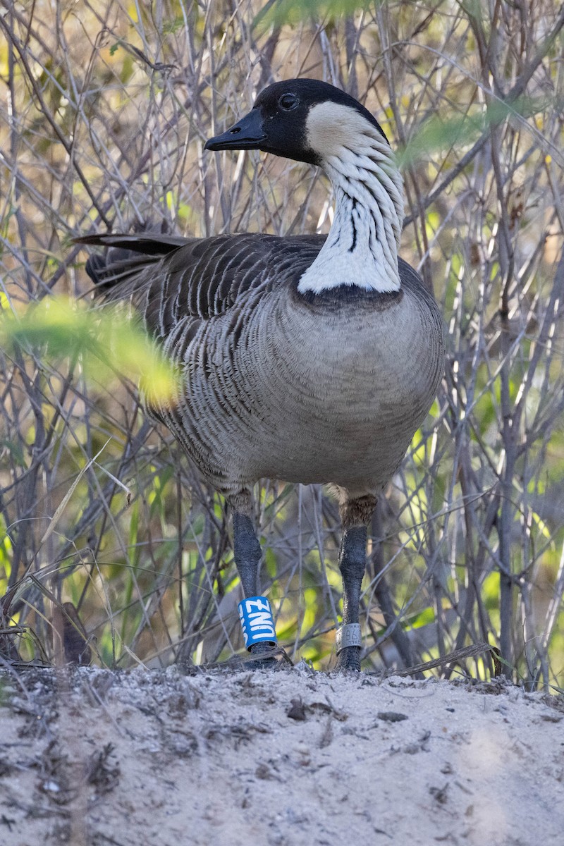 Hawaiian Goose - ML646627520