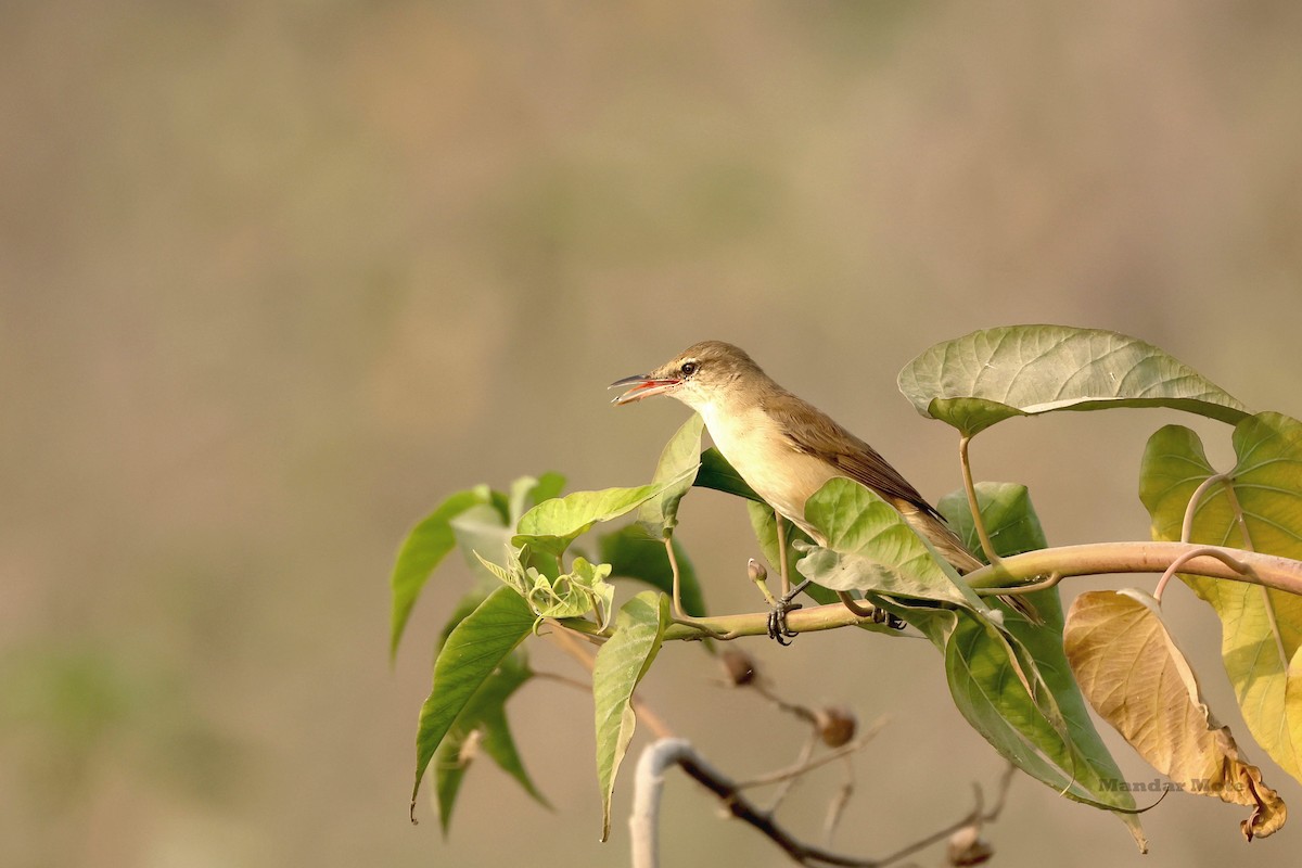 קנית אפריקנית - ML646627521