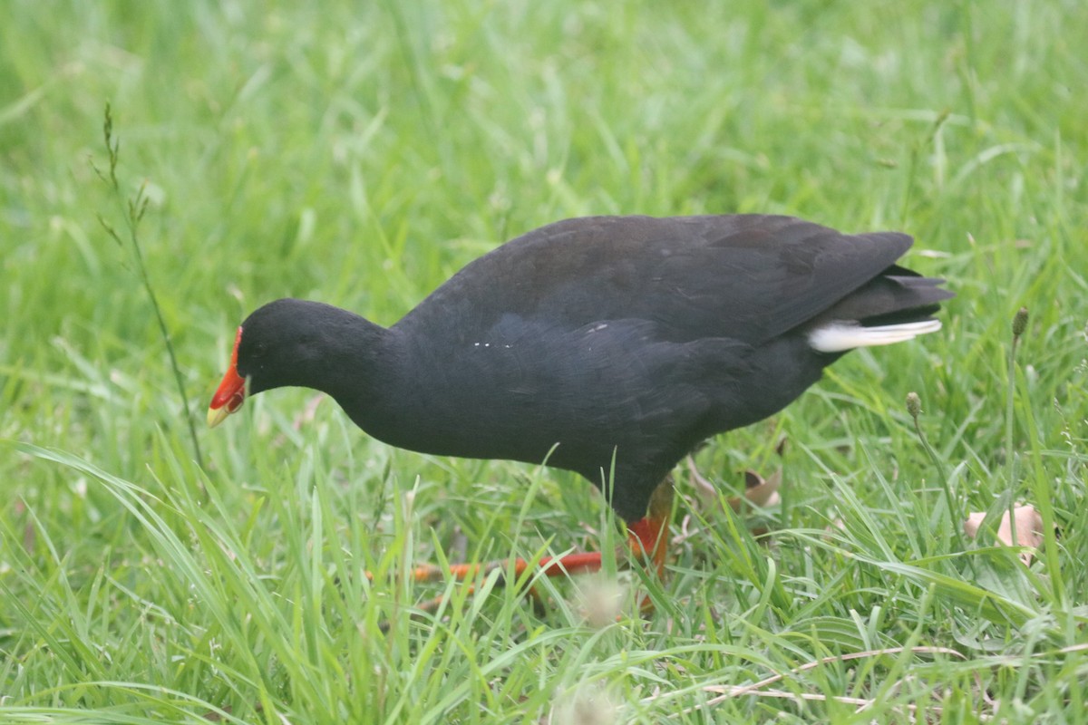 Dusky Moorhen - ML646627522