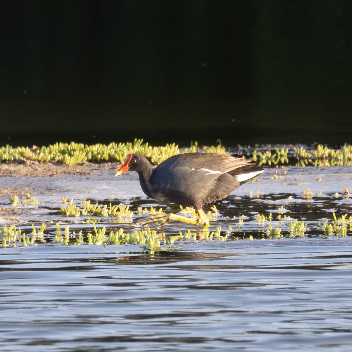 Common Gallinule (Hawaiian) - ML646627523