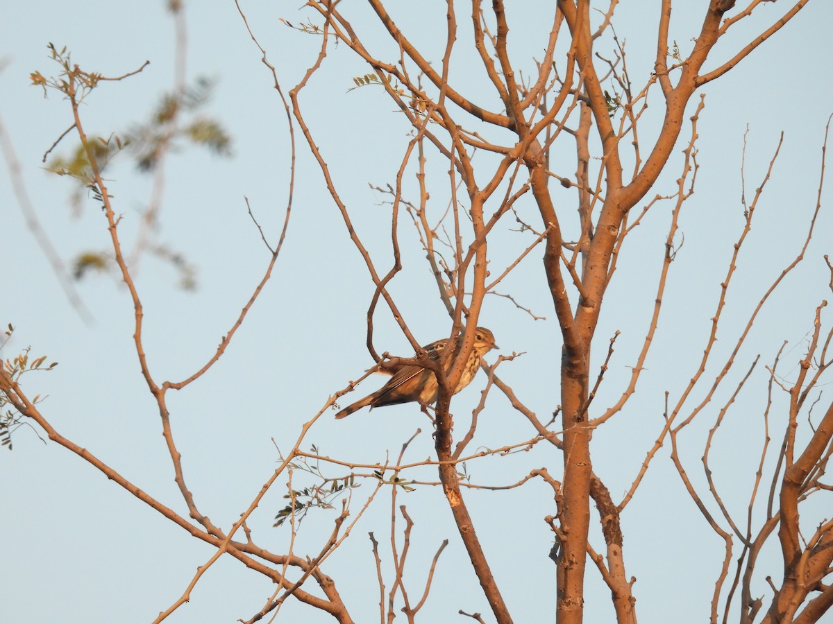 Tree Pipit - ML646627524