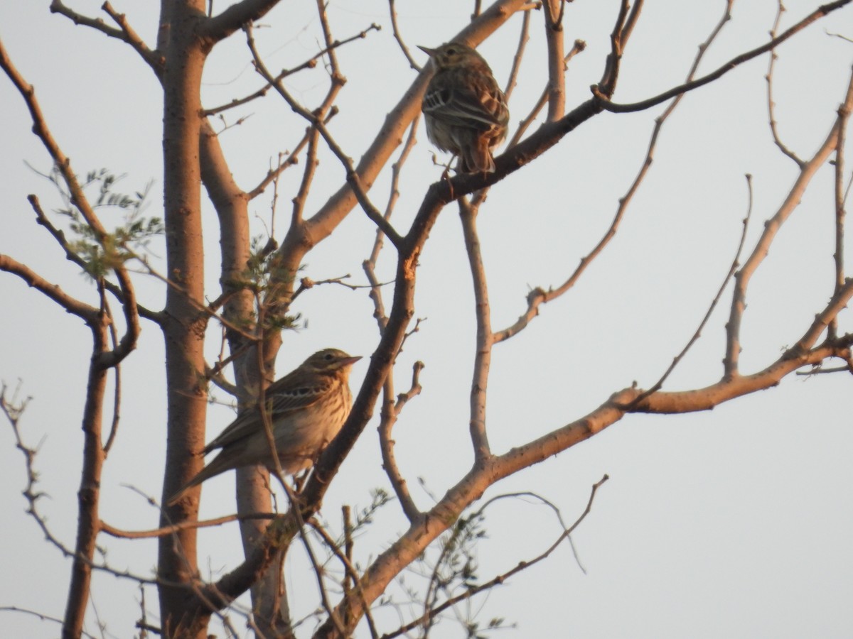 Tree Pipit - ML646627525