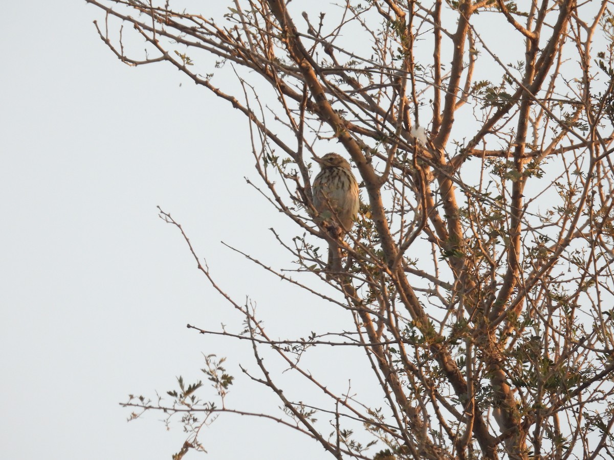 Tree Pipit - ML646627526