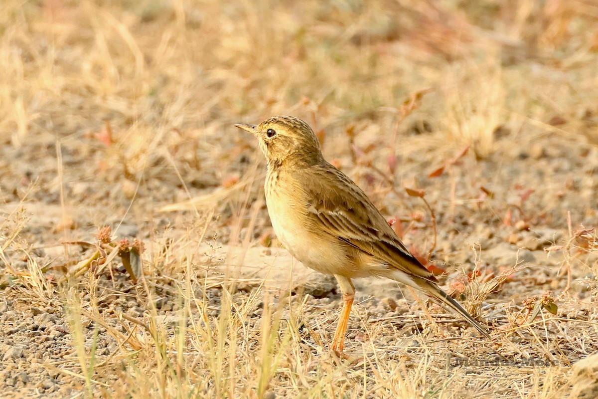 Paddyfield Pipit - ML646627528