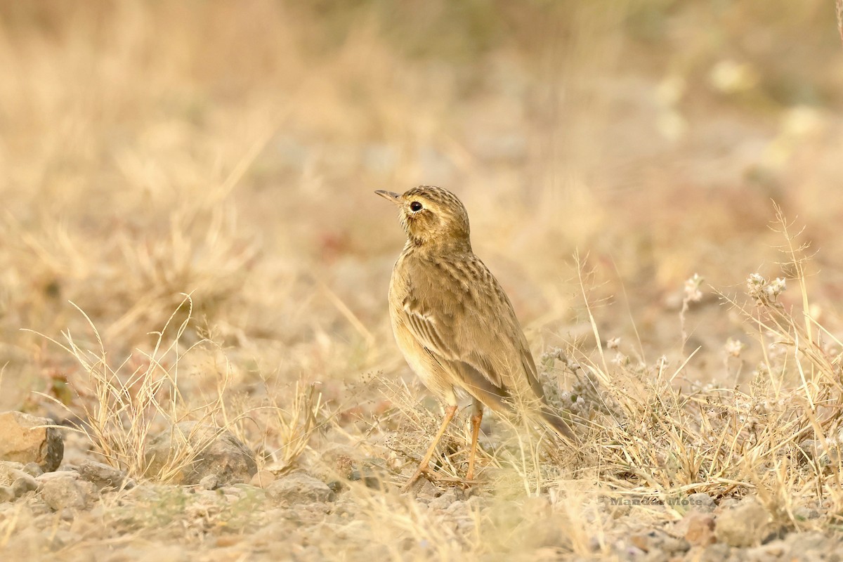 Paddyfield Pipit - ML646627530