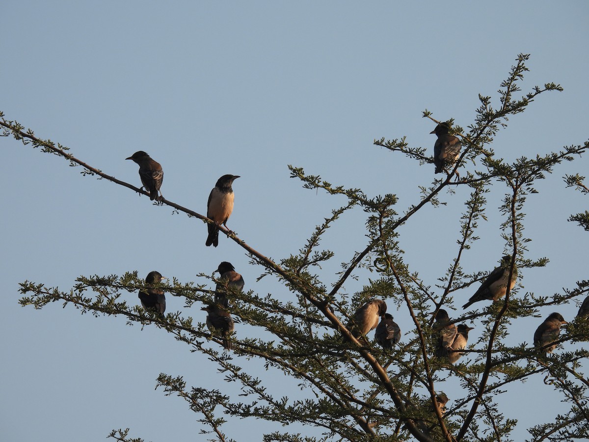 Rosy Starling - ML646627535