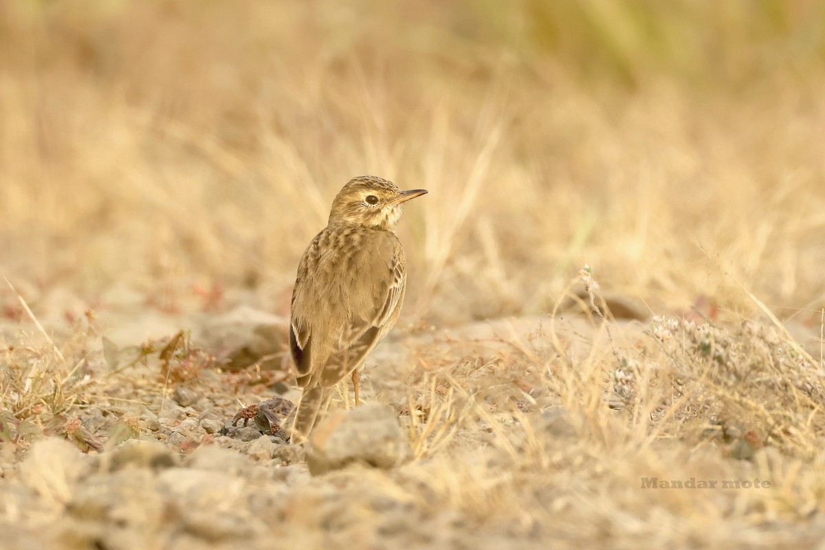 Paddyfield Pipit - ML646627536