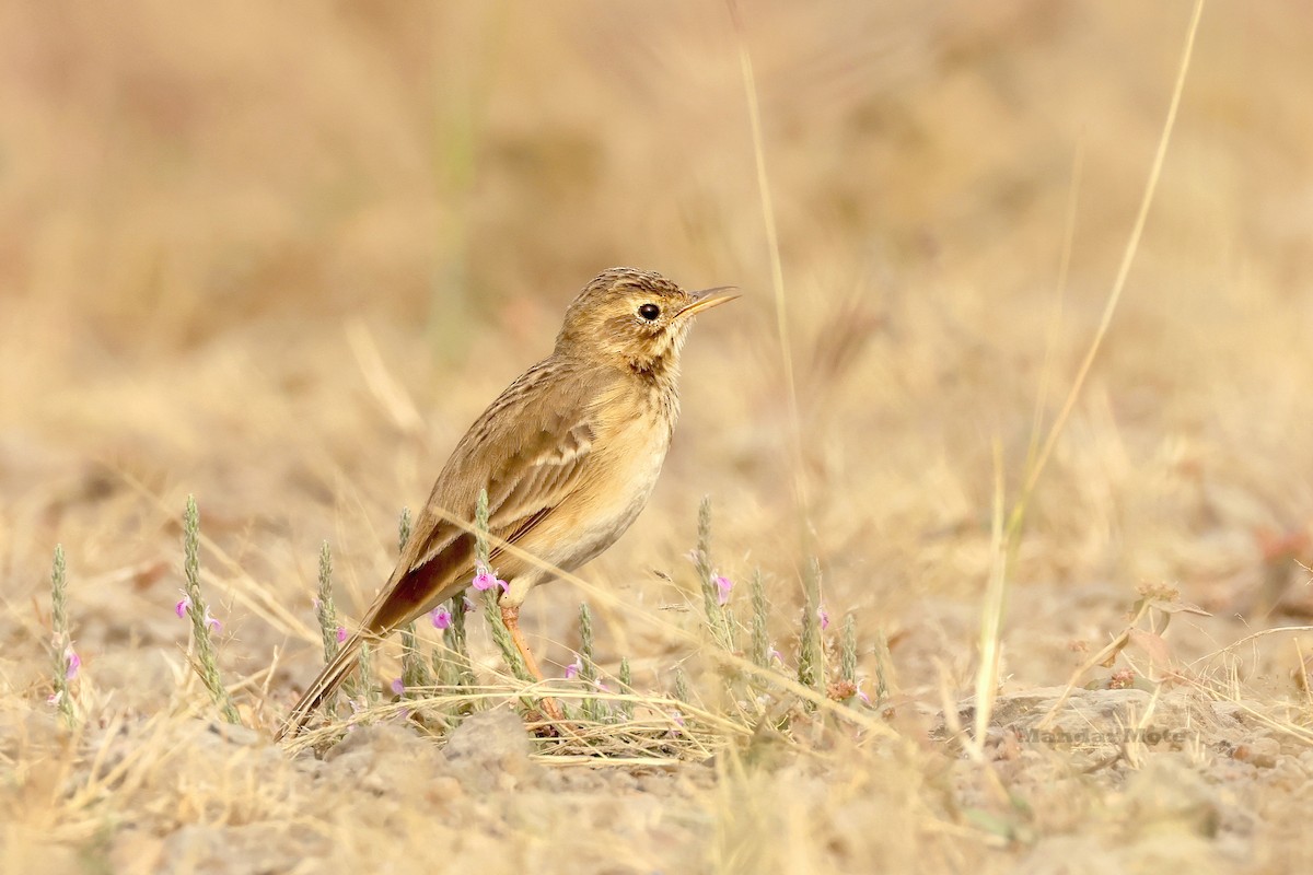 Paddyfield Pipit - ML646627543