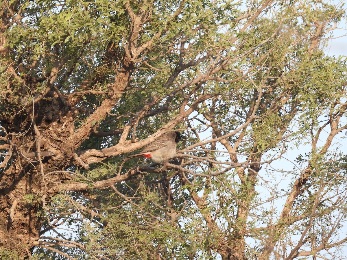 Red-vented Bulbul - ML646627544