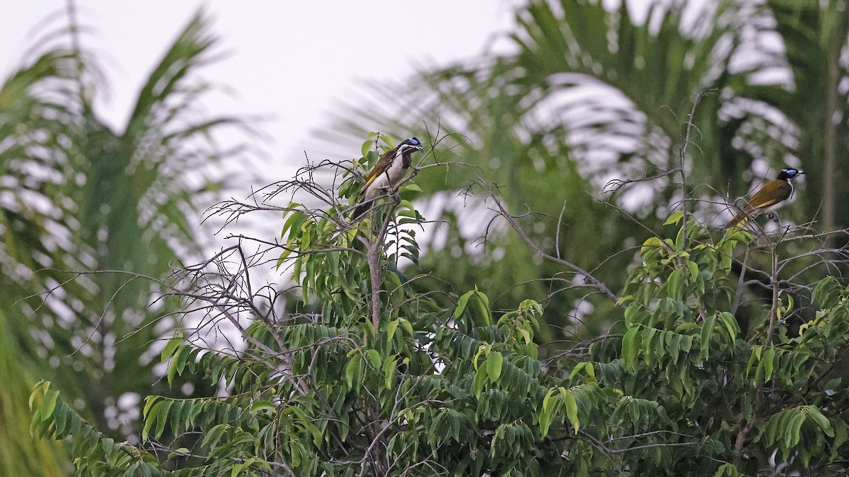 Mavi Yüzlü Balkuşu - ML646627545