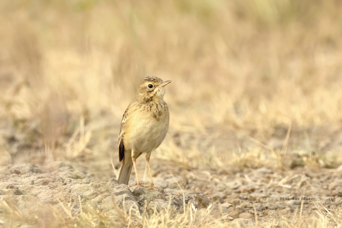 Paddyfield Pipit - ML646627546