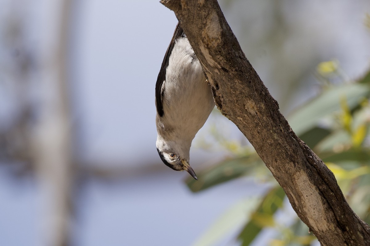 Neosita Variable - ML646627548