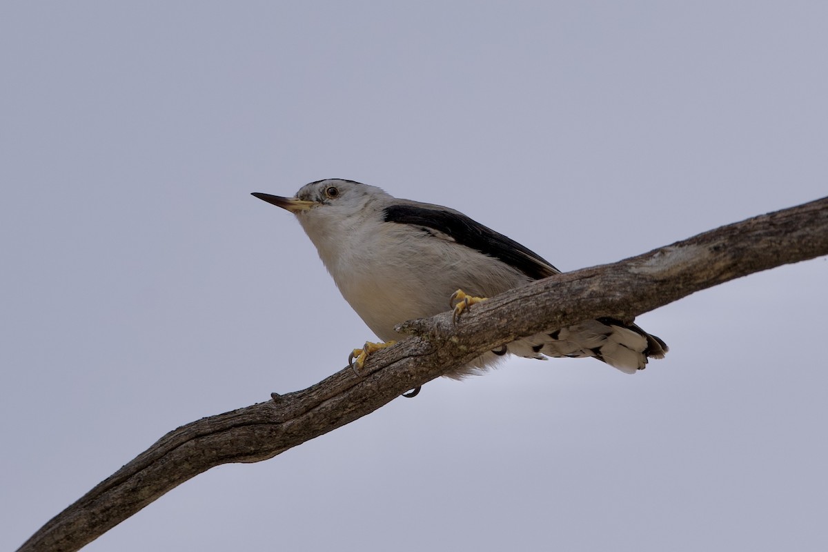 Neosita Variable - ML646627549