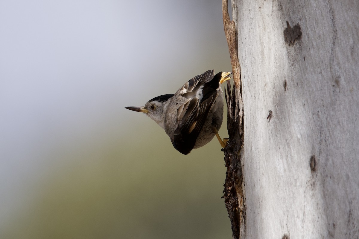 Neosita Variable - ML646627550