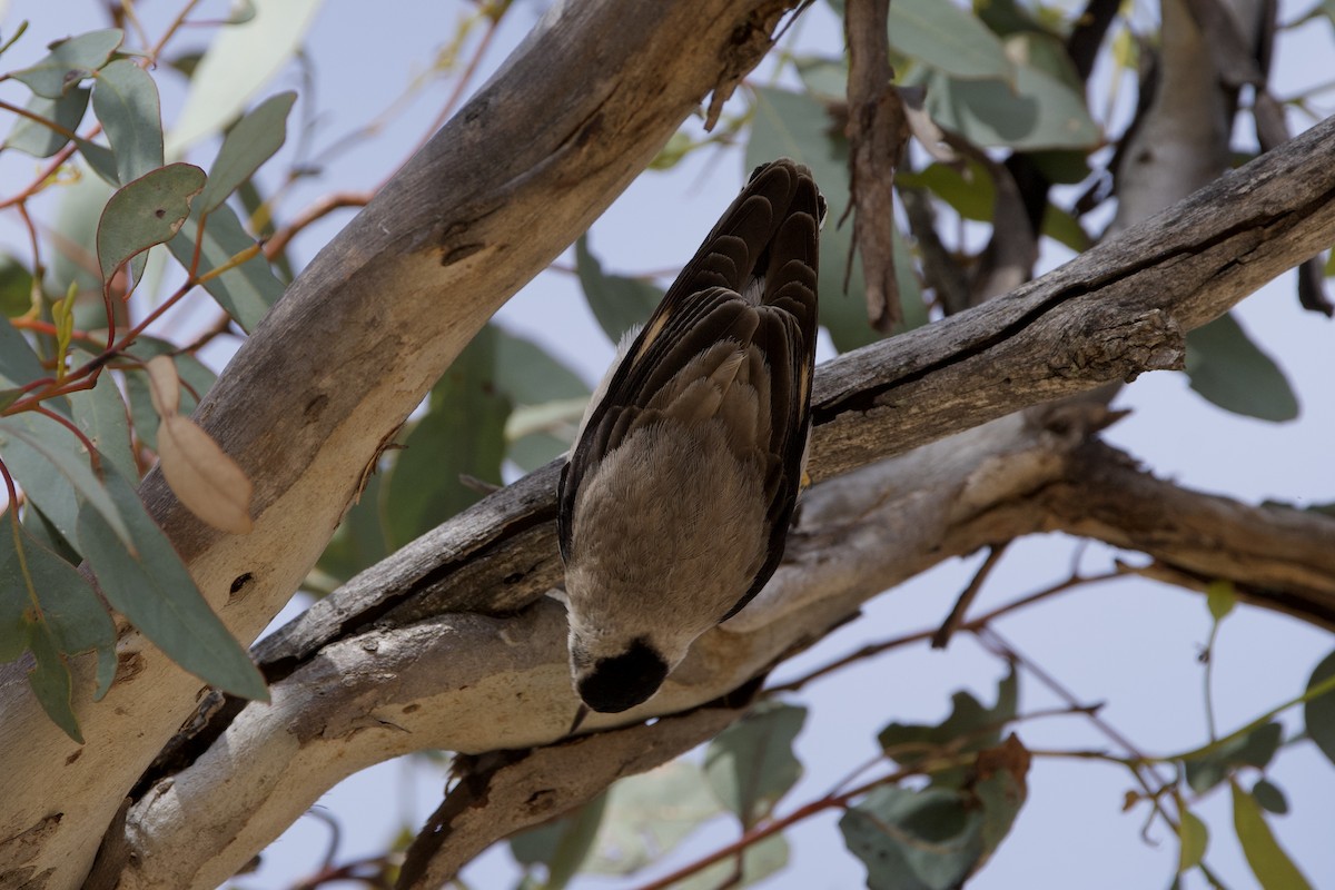 Neosita Variable - ML646627551