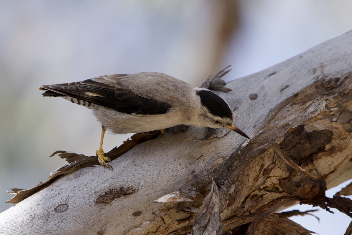 Neosita Variable - ML646627552