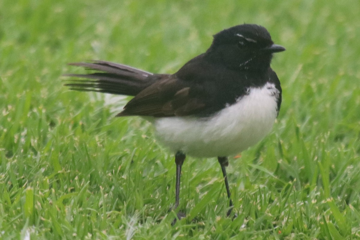 Abanico Lavandera - ML646627553