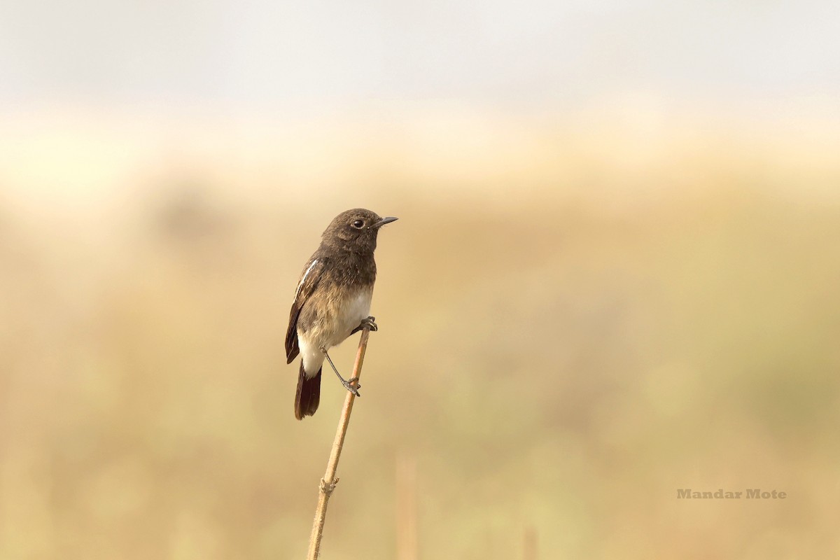 Tarabilla Pía - ML646627554